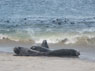 seals